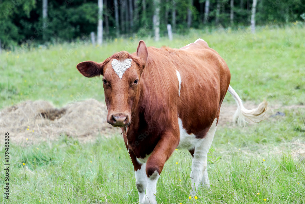 brown cow in green farmland at countryside