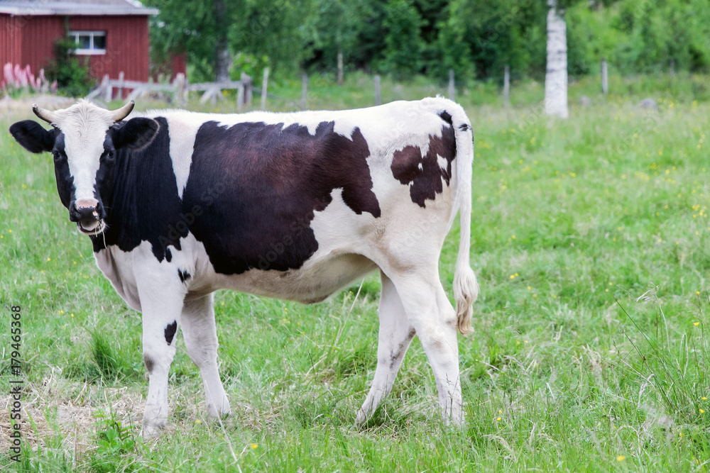 cow in green farmland at countryside 