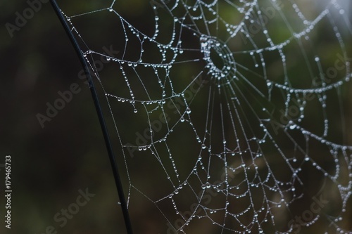 Morning dewed spider web