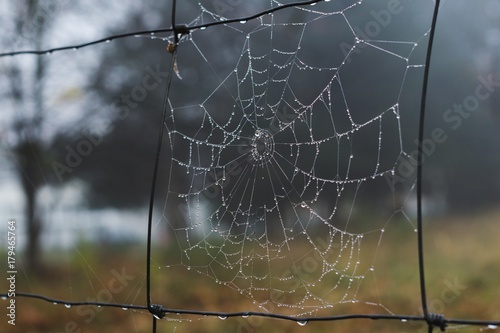 Morning dewed spider web