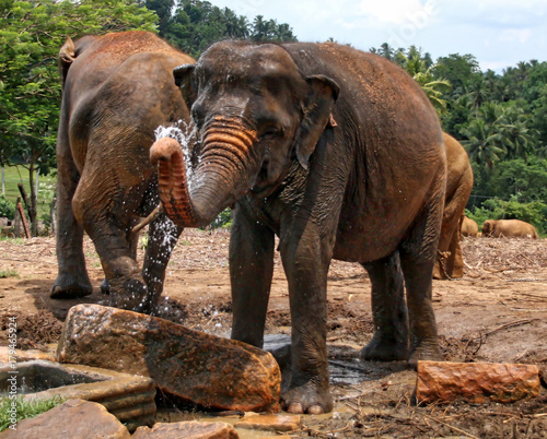 Elephants in Sri Lanka