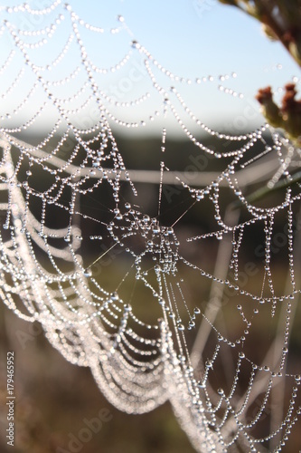 Morning in the village, dew and cobwebs