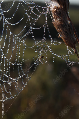 Morning in the village, dew and cobwebs