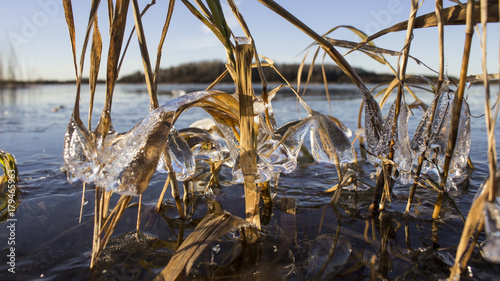 Green grass froze into the ice bizarrely