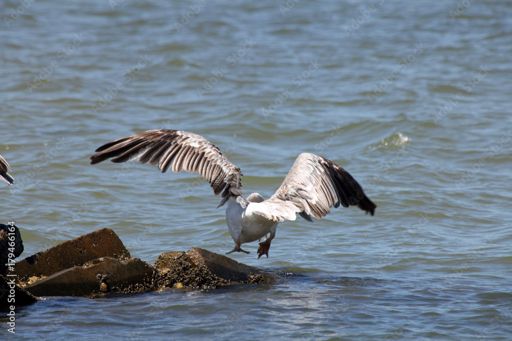 Seabird landing on a rock Seabird landing on a rock