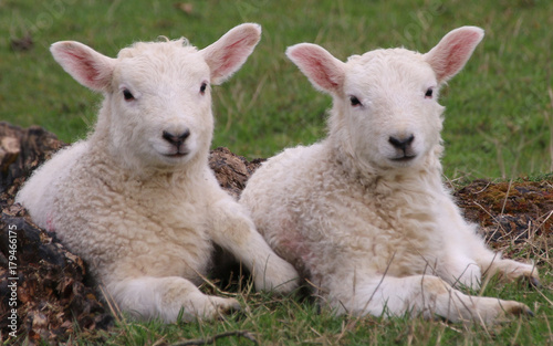 A pair of Lambs