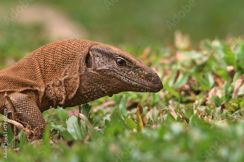 Land Monitor Lizard © UniquePhotoArts