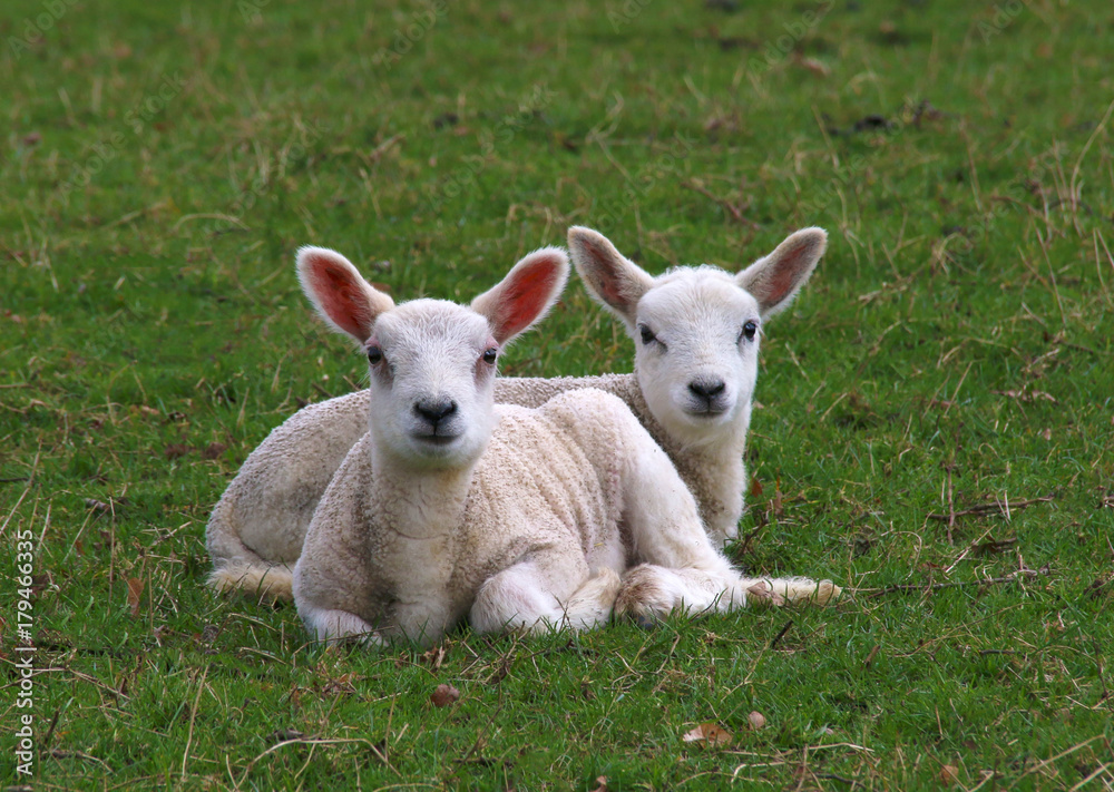 A pair of Lambs