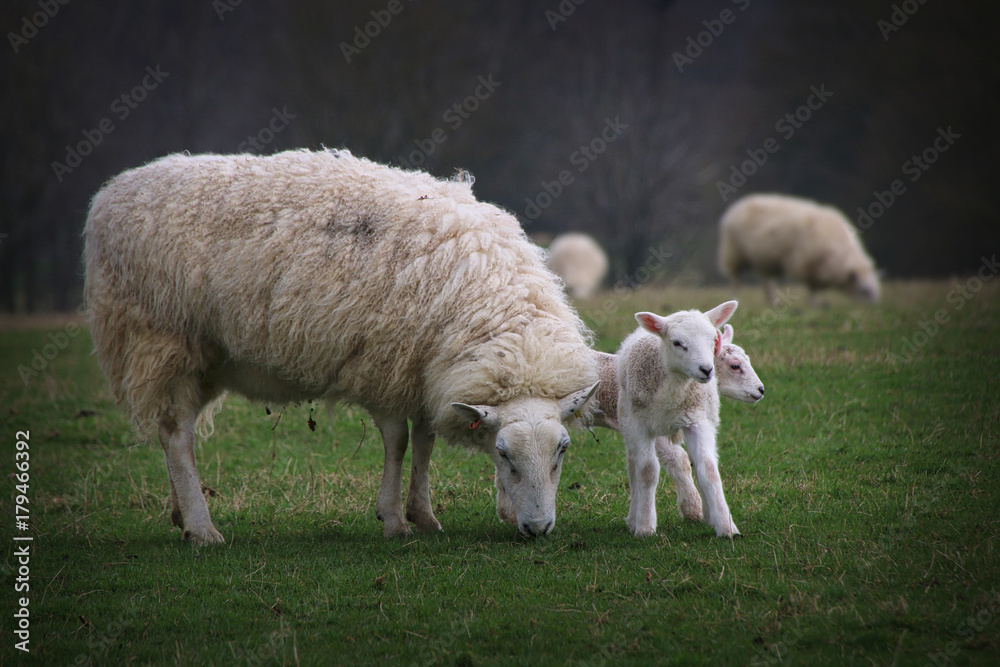 Naklejka premium Sheep and Lambs