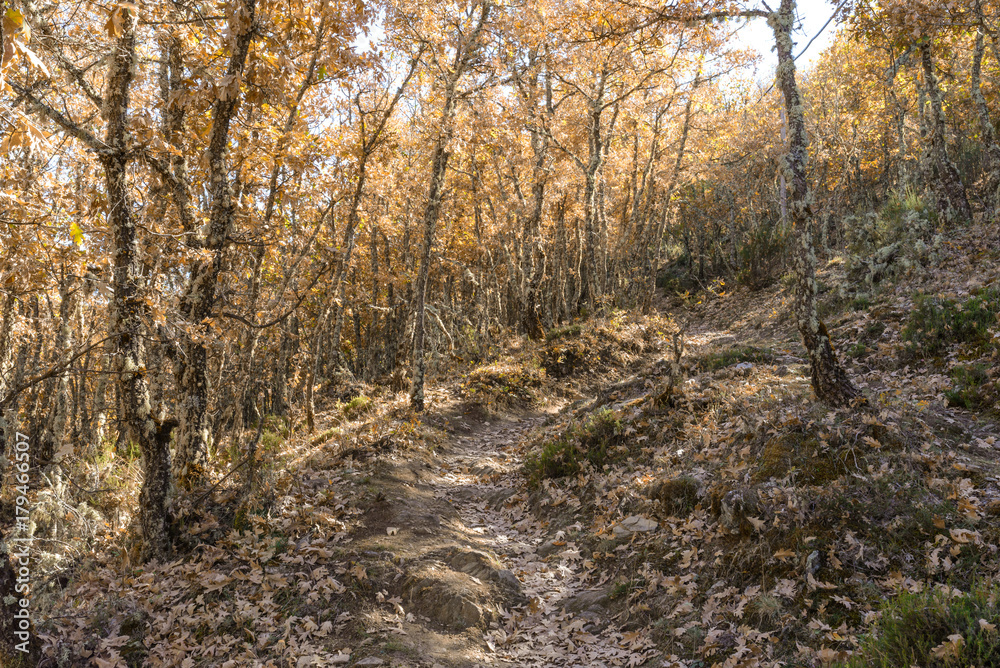 Fototapeta premium La Hiruela de Madrid 26