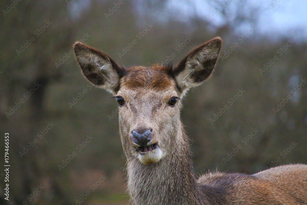 Deer