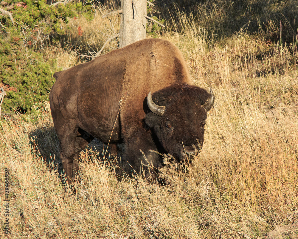Bison trying to hide in the prairie