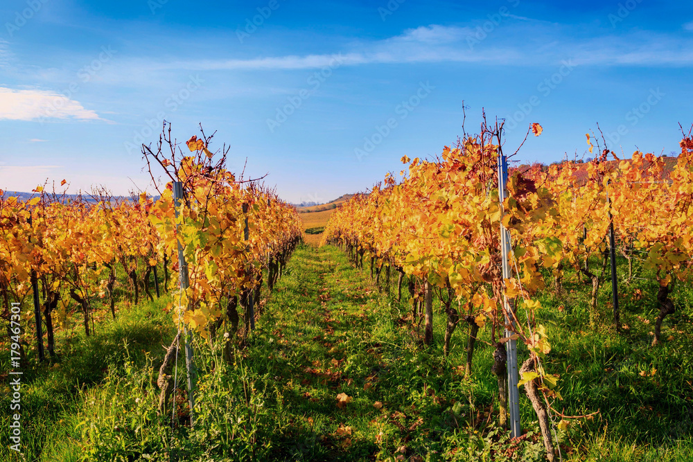 Autumnal vineyard with yellow leaves in Nierstein on the Roten Hang