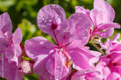 Fototapeta Naklejka Na Ścianę i Meble -  Fleurs de géranium violettes avec gouttes de rosée