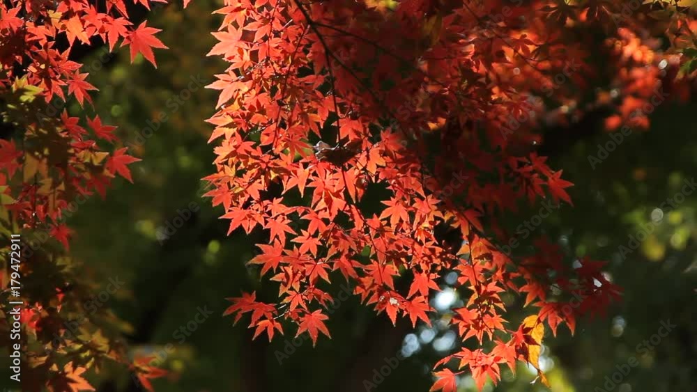 Autumn Leaves / Fall Colors / Bright - Fix Autumn Leaves / Fall Colors / Bright - Fix