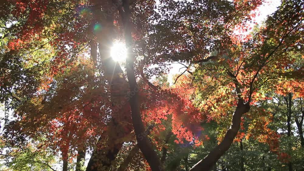 Autumn Leaves / Fall Colors / Sunlight - Fix