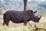 Rinoceronte africano