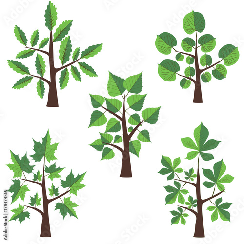 Vector  tree Clip Art. Graphic Trees collection. 