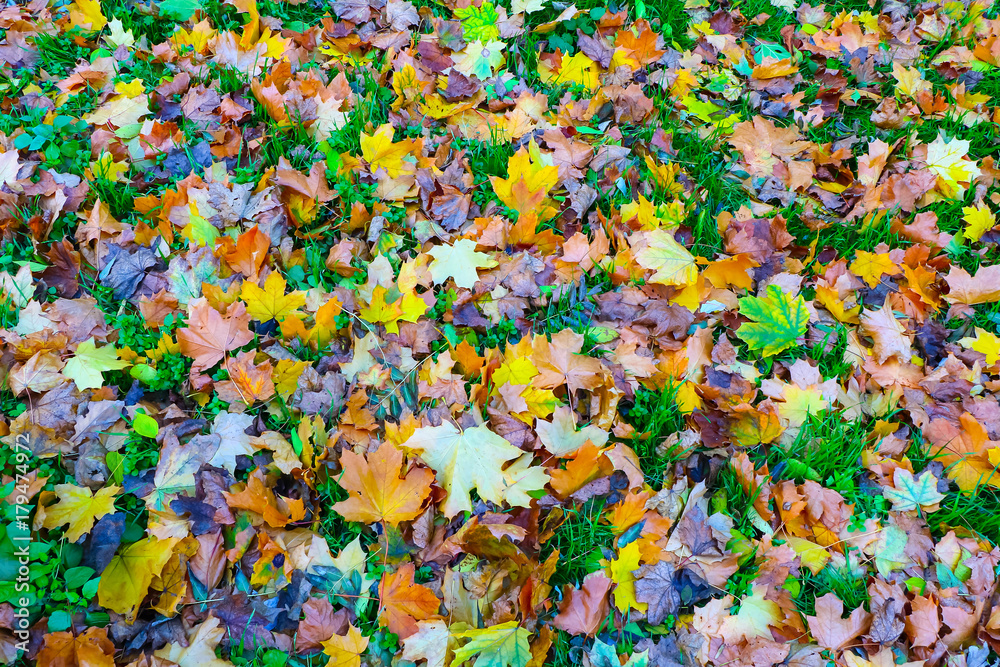 Fallen leaves in an autumn park.