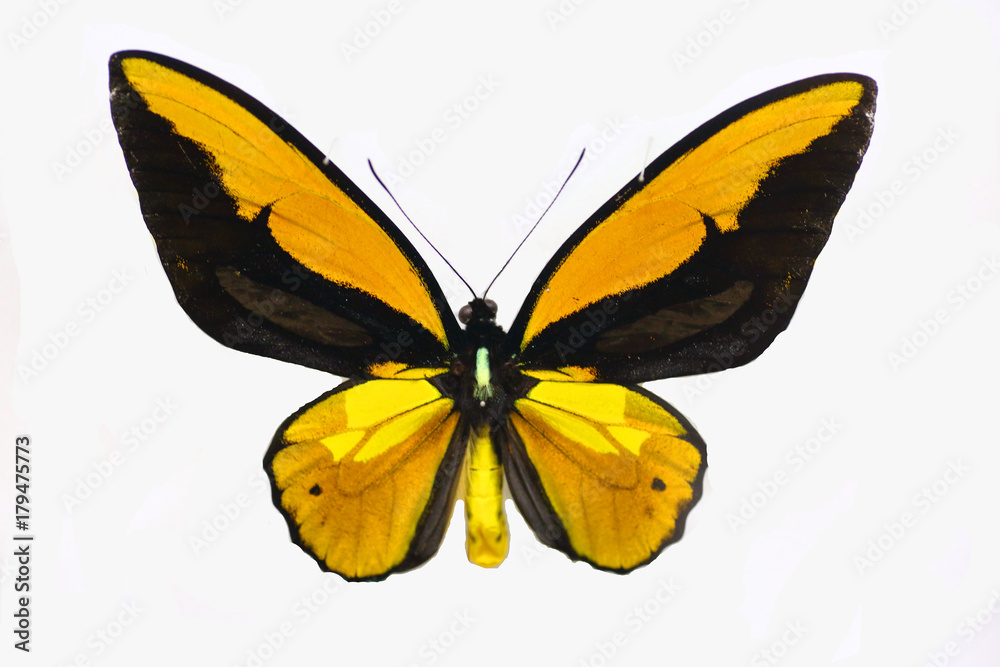 Obraz premium Wallace's golden birdwing (Ornithoptera croesus) male isolated