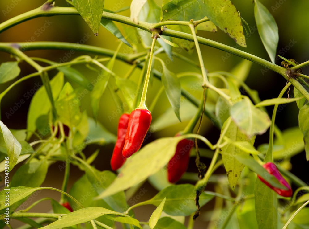 Red chili pepper plant with pepper and branches Red chili pepper plant with pepper and branches