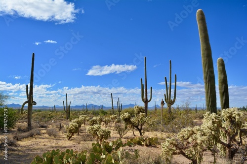 Saguaro National Park West Tucson Arizona © Teressa L. Jackson