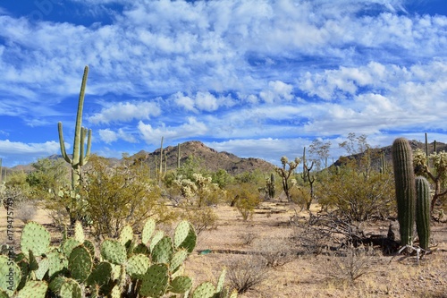 Saguaro National Park West Tucson Arizona