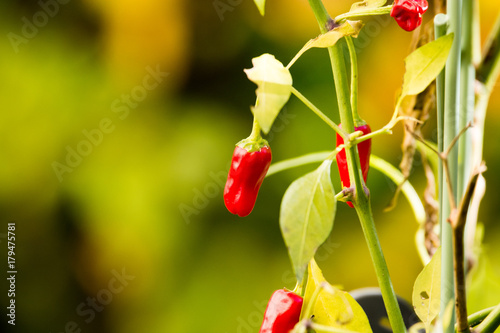 Red chili pepper plant with pepper and branches photo
