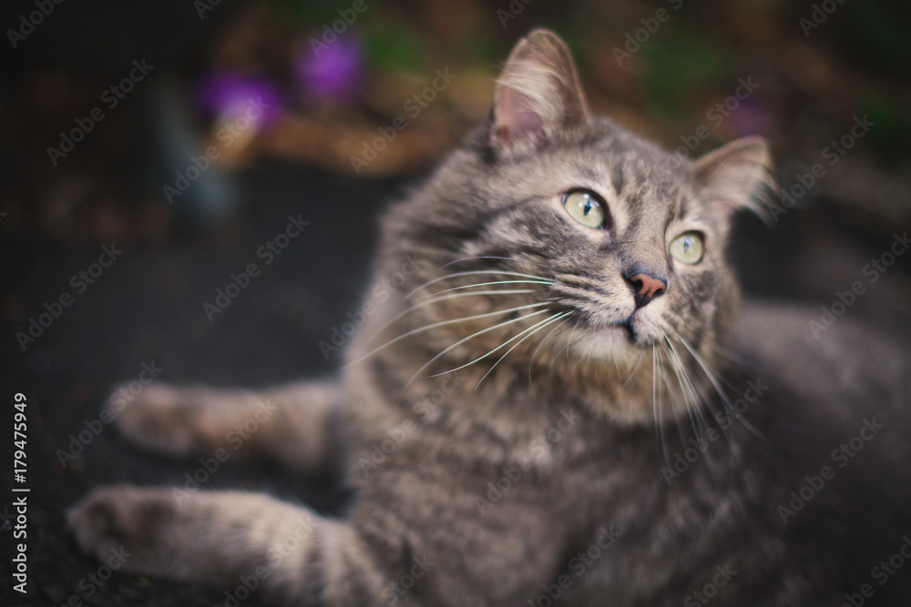 Portrait of a grey tabby cat on a autumn outdoor scenario