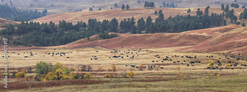 Bison Herd in Custer State Park