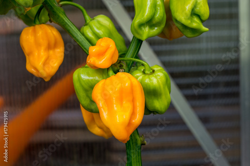 Orange Habanero chili peppers photo