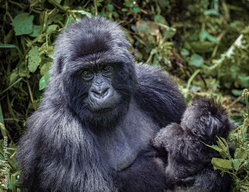 Mountain gorillas, mother and child, Rwanda