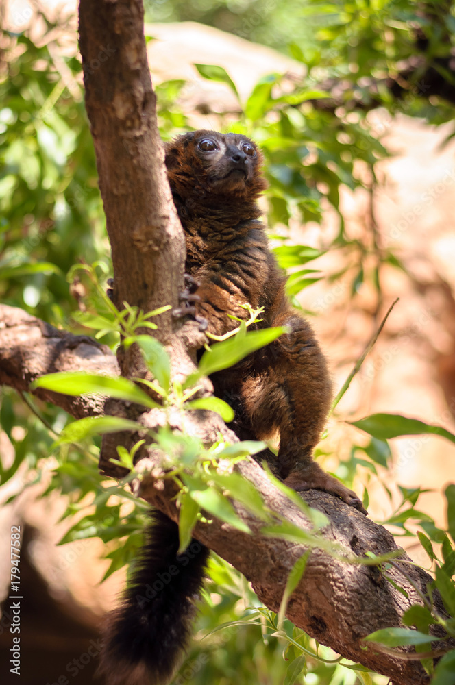 Fototapeta premium czerwony lemur madagaskarski