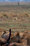 leonesso dopo la caccia nella savana in Zambia