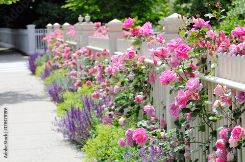 Slika na platnu White Fence, Pink Roses, Colorful Garden Border
