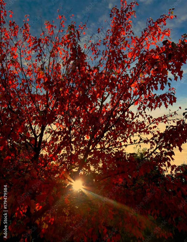 Sunbeam Shining Through The Red Autumn Tree Leaves 