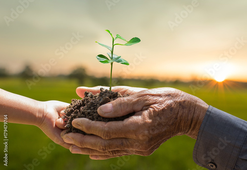 Plant growing on soil with hand holding over sunlight ray and green background