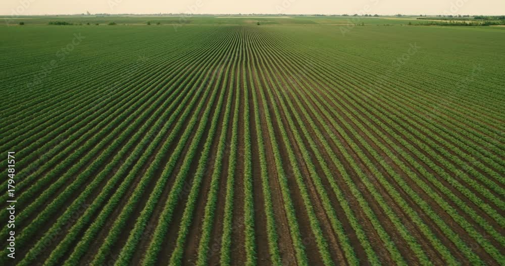 An aerial shot of soybean field ripening at spring season, agricultural landscape An aerial shot of soybean field ripening at spring season, agricultural landscape