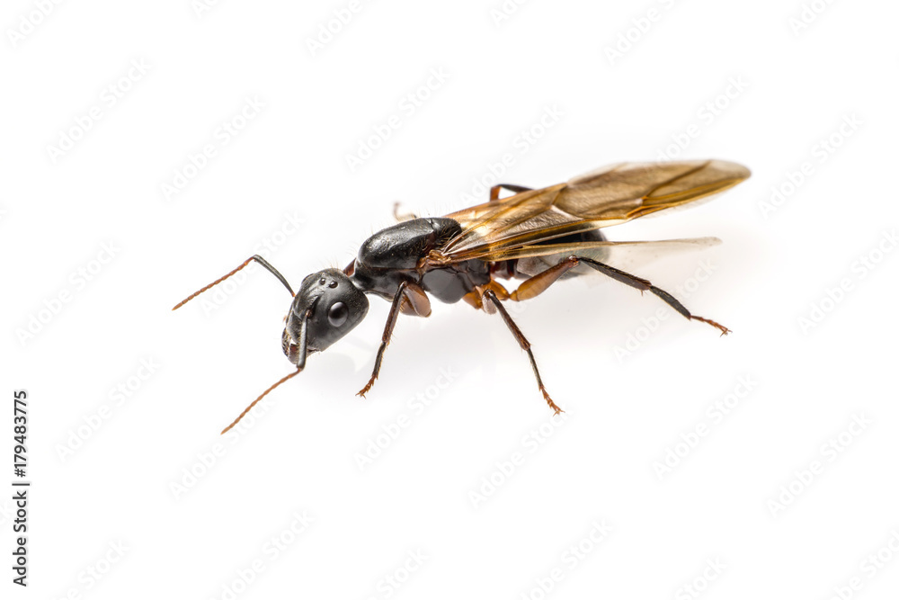 close up flying ant isolated on white background. Winged Carpenter ant close up flying ant isolated on white background. Winged Carpenter ant