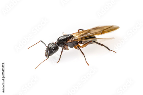 close up flying ant isolated on white background. Winged Carpenter ant © lamyai