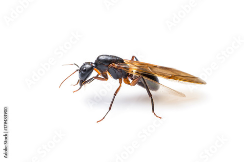 close up flying ant isolated on white background. Winged Carpenter ant © lamyai