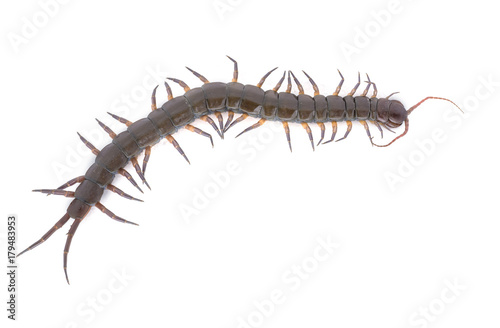 close up centipede isolated on white background