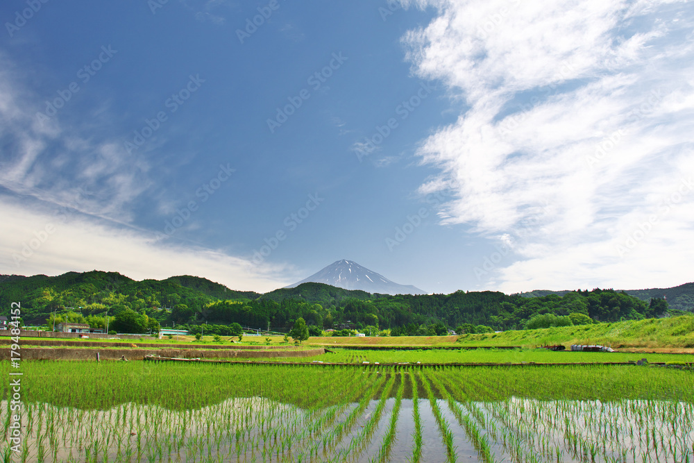 初夏の田んぼと富士山
