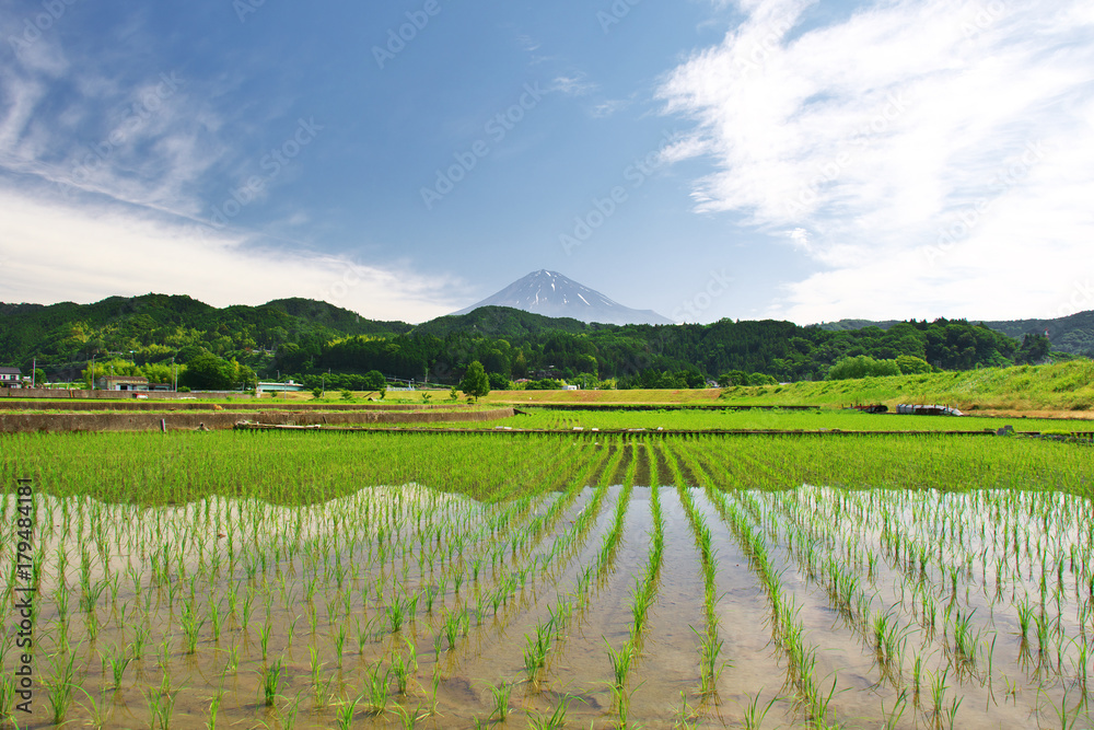 Fototapeta premium 初夏の田んぼと富士山