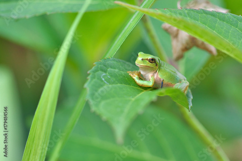 紫陽花の葉で休むカエル
