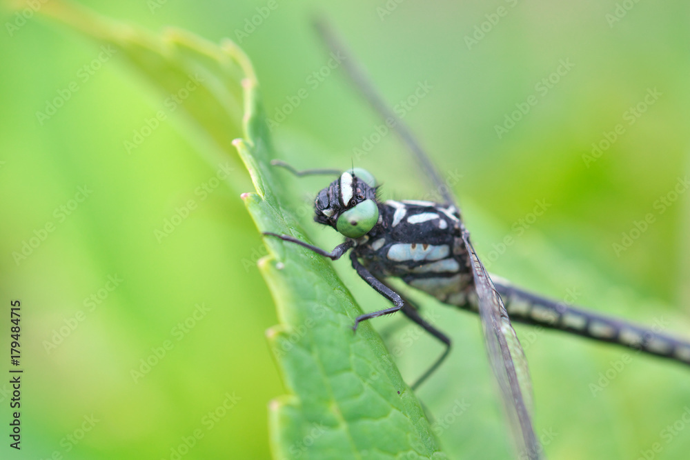 紫陽花の葉に止まっているトンボ