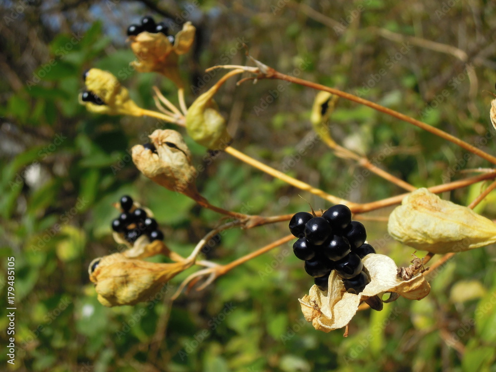 Obraz premium 晩秋1