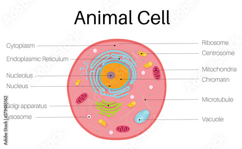 Animal Cell photo