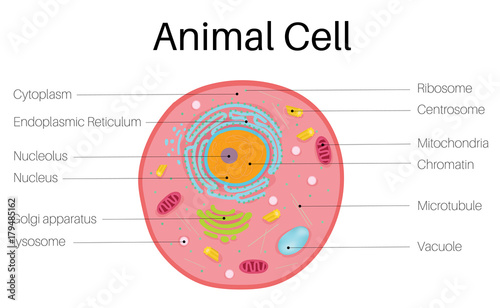 Animal Cell