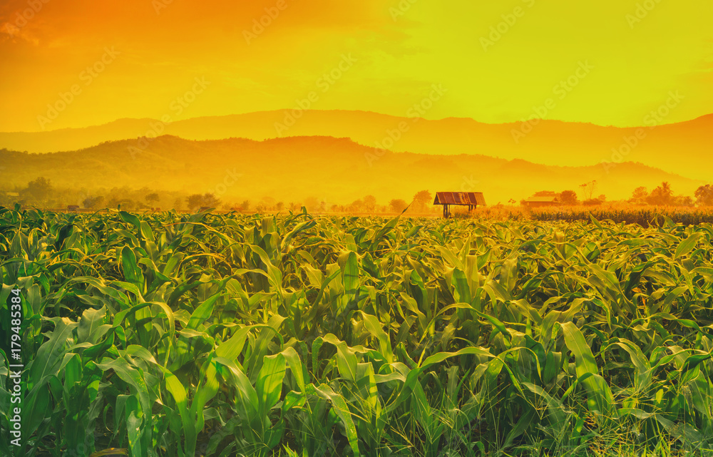 young green corn field in agricultural garden and light shines sunset young green corn field in agricultural garden and light shines sunset
